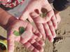 Torrance Beach CA Sea Glass