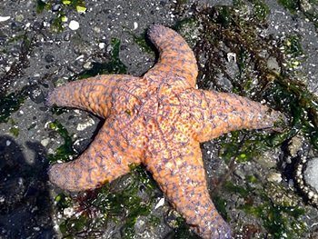Washington beach finds - starfish