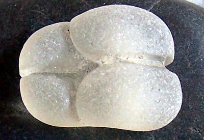 Four-lobe sea glass